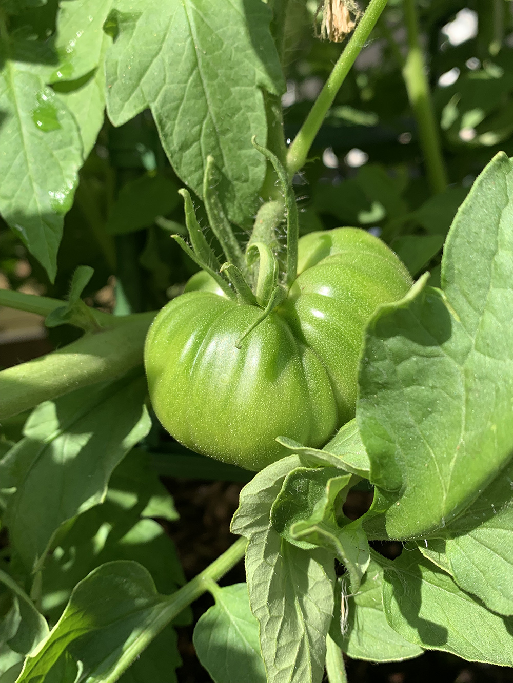 green-zebra-tomato